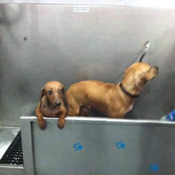 Rex - Rhodesian Ridgeback puppy and miniature dachshund! - Pet Groomers Near Me - Seattle, Washington Rex - Rhodesian Ridgeback puppy and miniature dachshund! - Pet Groomers Near Me - Seattle, Washington