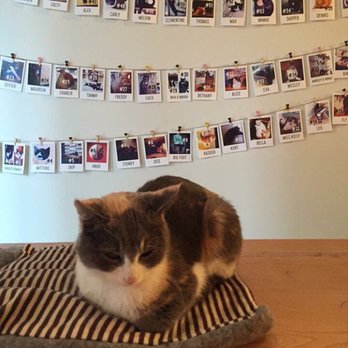 Catfe - Catfe. - Cafes Near Me - Vancouver, British Columbia Catfe - Catfe. - Cafes Near Me - Vancouver, British Columbia
