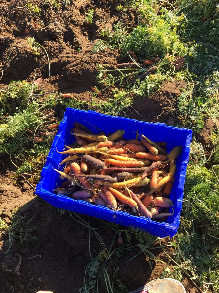 SIENA FARMS Updated September 2024 113 Haynes Rd, Sudbury