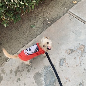 Lancaster Animal Care Center - They said he didn't like leashes and didn't know how to walk with one.... He loves his walks since day 1 with me! - Animal Shelters Near Me - Lancaster, California Lancaster Animal Care Center - They said he didn't like leashes and didn't know how to walk with one.... He loves his walks since day 1 with me! - Animal Shelters Near Me - Lancaster, California
