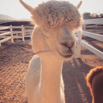 The Alpaca Hacienda - Attraction Farms Near Me - Temecula, California