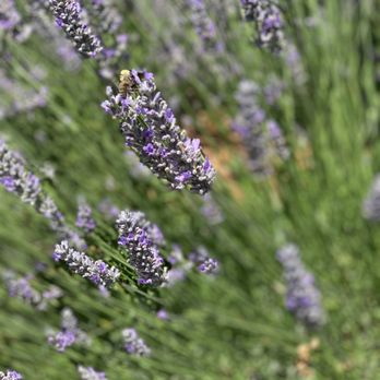 Lavender Bee Farm - Flowers & Gifts Near Me - Petaluma, California