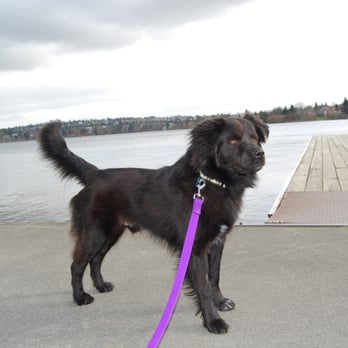 Decadent Dog Care - Thunder at Green Lake - Dog Walkers Near Me Decadent Dog Care - Thunder at Green Lake - Dog Walkers Near Me