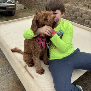 Summer Hill Labradoodles - Dog - Pet Breeders Near Me Summer Hill Labradoodles - Dog - Pet Breeders Near Me
