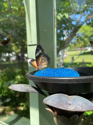 Wings of Mackinac by null