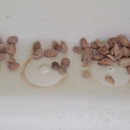 Was cleaning the beans prior to cooking and these are just some of the nasty. Had to throw away everything. Was cleaning the beans prior to cooking and these are just some of the nasty. Had to throw away everything.