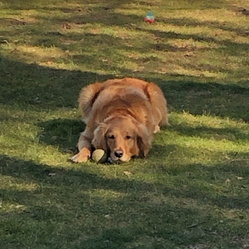 PET TRANSPORT PRO Updated May 2024 80 Photos New York, New York Pet Transportation