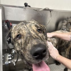 Tractor Supply - Wet boy in the tub