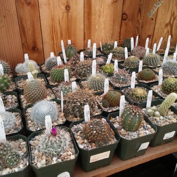 Succulence - Team Building Activities Near Me