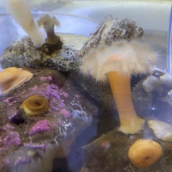 Seattle Aquarium - Pulmose anemone - Aquariums Near Me - Seattle, Washington
