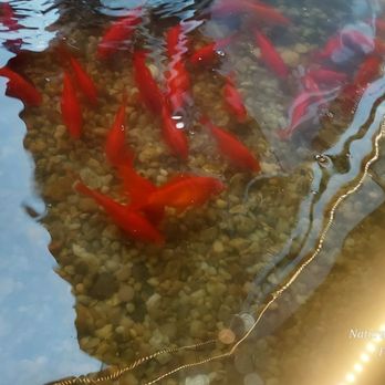 Mr. Noodle - Fish at the front door - Chinese Near Me - Henrico, Virginia