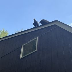Supersavers Market - Beautiful Vultures.