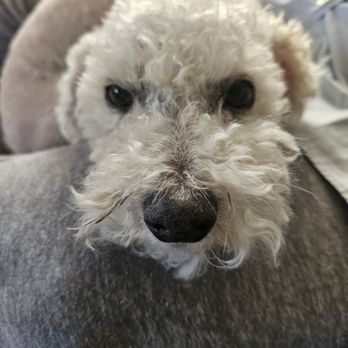 Going Mutts Pet Grooming - Pet Groomers Near Me - Bakersfield, California