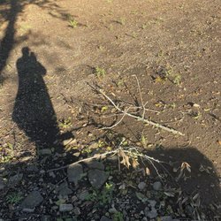 Rodrigo's Landscape - This is my yard after his service.