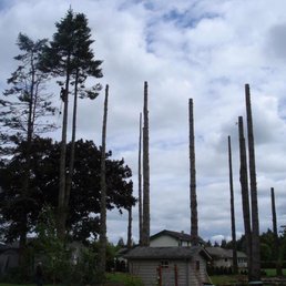 a row of tall pine trees in front of a house