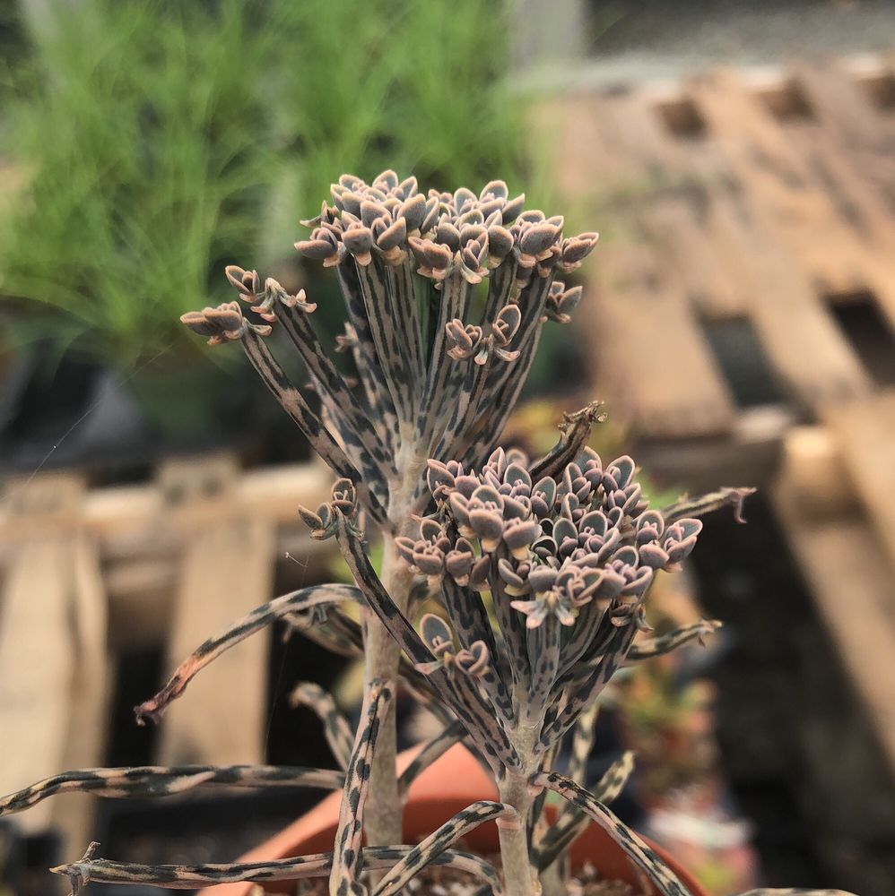 MEADOWS FARMS NURSERIES ANNANDALE 27 Photos & 41 Reviews 4808