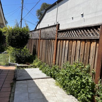 Willow Glen Gardening - Weeds alongside fence and on garden bed. - Gardeners Near Me Willow Glen Gardening - Weeds alongside fence and on garden bed. - Gardeners Near Me