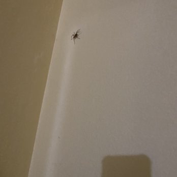 Days Inn by Wyndham Donegal - Room #108. Its web is a fortress. - Hotels Near Me - Donegal, Pennsylvania