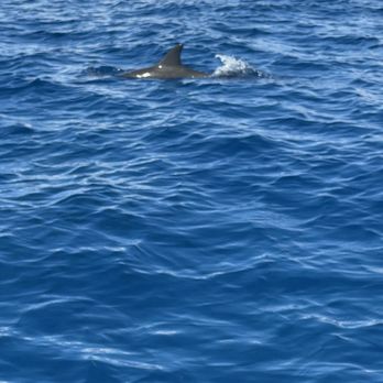 Maui Ocean Adventures - They are too fast to get a great photo but this is one of the 100+ spinner dolphins. - Whale Watching Tours Near Me Maui Ocean Adventures - They are too fast to get a great photo but this is one of the 100+ spinner dolphins. - Whale Watching Tours Near Me