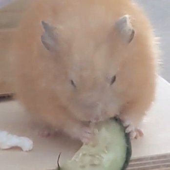 Veterinary Emergency Group - Oolong when he was healthy - Emergency Pet Hospital Near Me - San Ramon, California