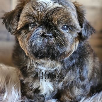 HILLSIDES SHIH TZUS - Updated June 2026 - Request Information