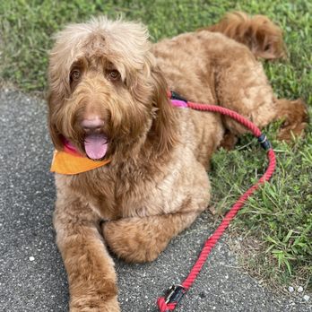 All Fur Pet Grooming - Red, after I picked him up from All Fur Pet Grooming - Pet Groomers Near Me - Fredericksburg, Virginia