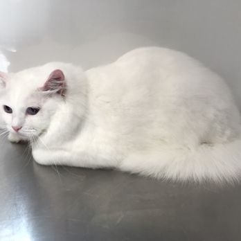 Style PurrPetrator - Pet Groomers Near Me Style PurrPetrator - Pet Groomers Near Me