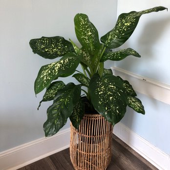 Brooklyn Plantology By Lapide - Nurseries & Gardening Near Me - Brooklyn, New York