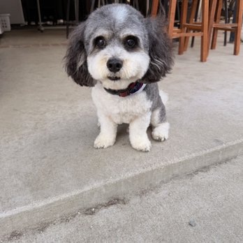 Gentle Spaw & Boutique - Pet Groomers Near Me - Fullerton, California
