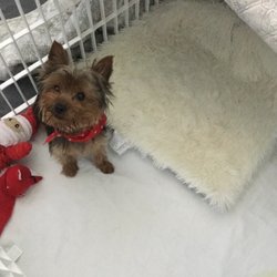 All About Dogs - Meet Gucci
