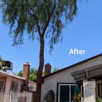 Diamond Tree Service - after - Tree Services Near Me - Temecula, California Diamond Tree Service - after - Tree Services Near Me - Temecula, California