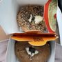 Photo of Brossard Bagel