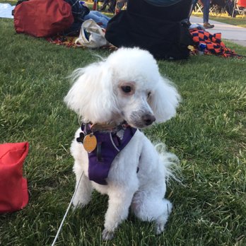 Paw-Fect Cuts - Beautiful little clean feet on my poodle. - Pet Groomers Near Me - Los Alamos, New Mexico