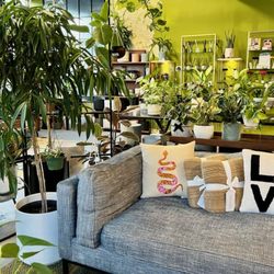 Pillows and Plants