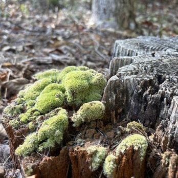 Pigeon Roost Trail - Hiking Near Me - Rogers, Arkansas