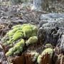 Photo of Pigeon Roost Trail