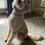 Photo of Doggone Pet Salon