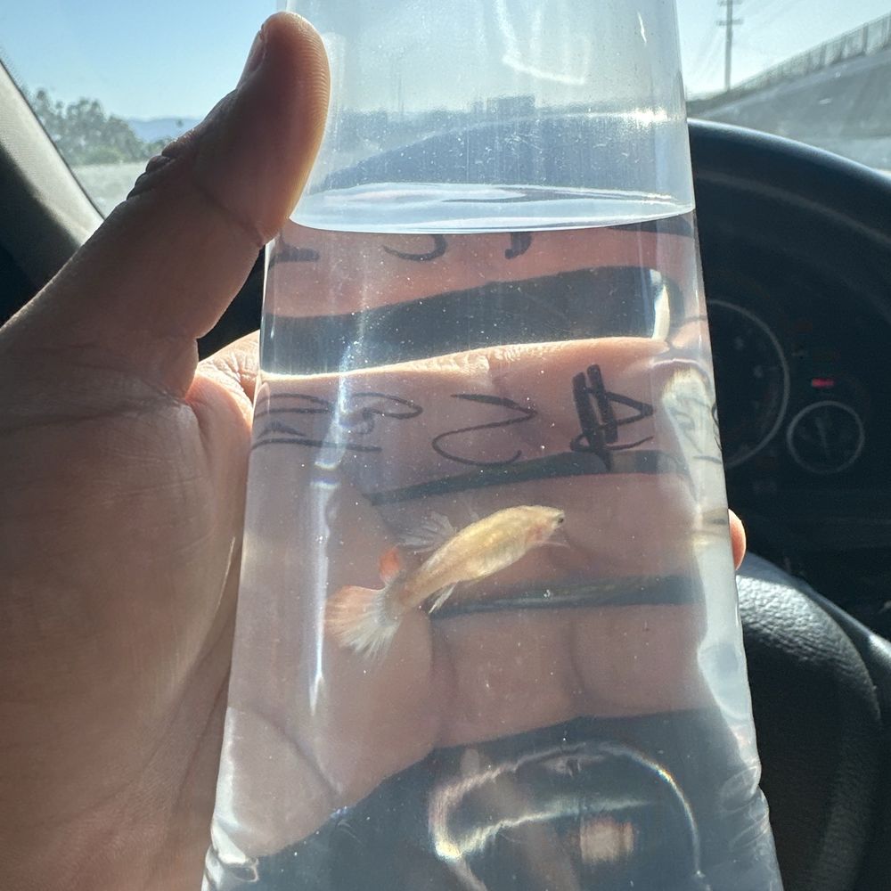 Beautiful Female Guppy