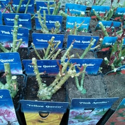 Blumen- und Plflanzenmarkt in Summt
