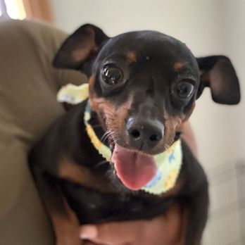 Spoiled Paws Grooming - Pet Groomers Near Me - Norwalk, California Spoiled Paws Grooming - Pet Groomers Near Me - Norwalk, California