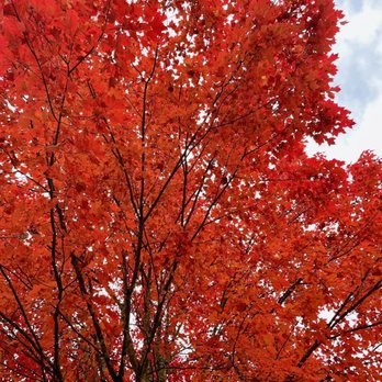Ohiopyle State Park - Fall foliage - Parks Near Me - Ohiopyle, Pennsylvania Ohiopyle State Park - Fall foliage - Parks Near Me - Ohiopyle, Pennsylvania