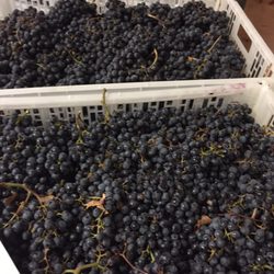 California WineWorks - Grapes