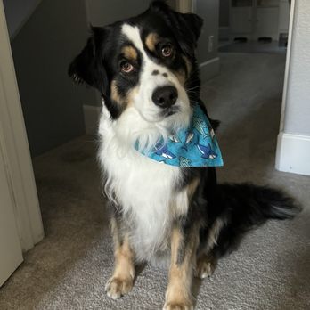 Bark N Fetch - Pet Groomers Near Me - Huntington Beach, California