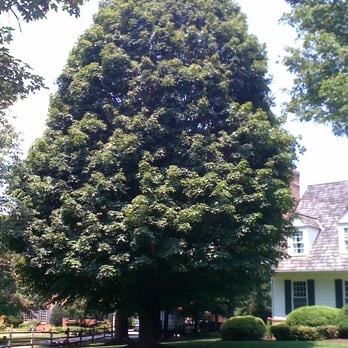 Georgetown Fine Pruning and Tree Care - Maple tree before - Tree Services Near Me Georgetown Fine Pruning and Tree Care - Maple tree before - Tree Services Near Me