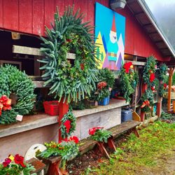 Mountain Creek Tree Farm - Family owned and run