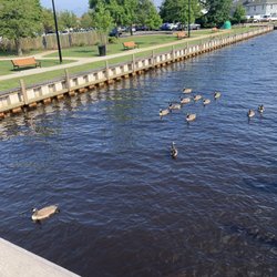 Huddy Park - Geese