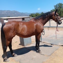 Charles Liskey, DVM - Dr. Liskey has helped my 32-year-old former show jumper stay happy and healthy for the past 11 years with his excellent veterinary care!