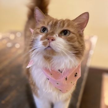 Corina’s Cat Grooming - Pumpkin bath & brushed - Pet Groomers Near Me - San Bernardino, California Corina’s Cat Grooming - Pumpkin bath & brushed - Pet Groomers Near Me - San Bernardino, California