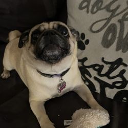Pleasantville Animal Hospital - She looks  fabulous !