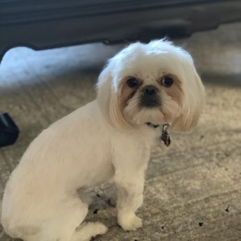 The Dog House - Colby - Pet Groomers Near Me - Frisco, Texas The Dog House - Colby - Pet Groomers Near Me - Frisco, Texas